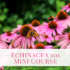 Echinacea 101 - Mini Course - Image 4