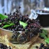 Elderberry Syrup - Mini Course - Image 4