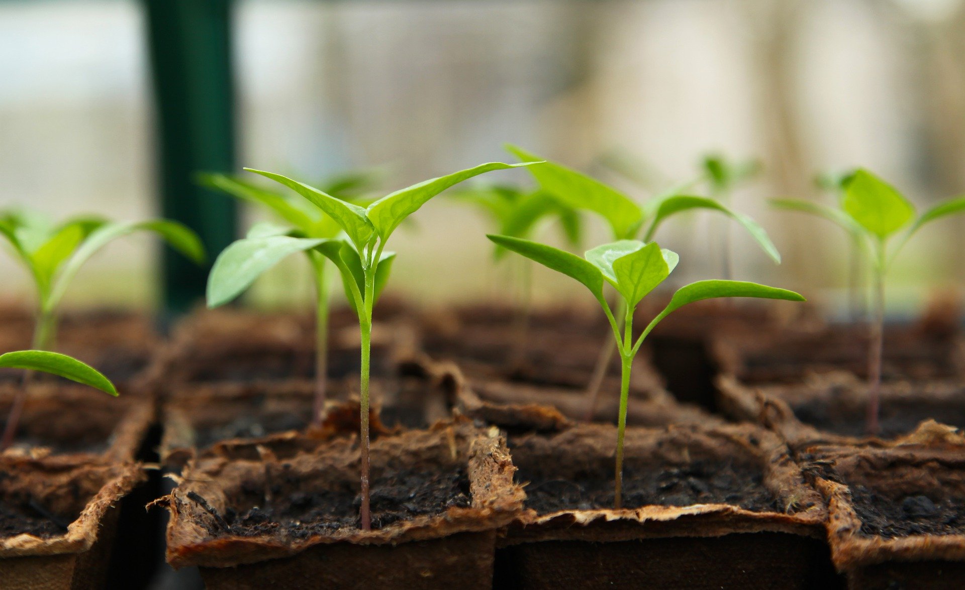 Glorious Backyard Gardening