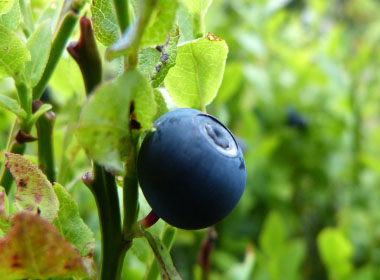 Bilberries: Nature’s Antioxidant Powerhouse for Vision, Heart, and Metabolic Health